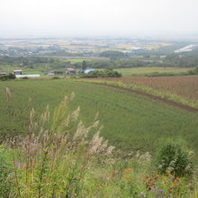 峠からの景観の一例