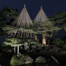 輝いています。