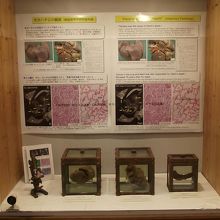 忠犬ハチ公の臓器や写真と説明など