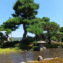 この樹がいちばん大きいのでこれが巣ごもりの松かなあ。