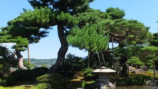 実際にはどの木なのだか。