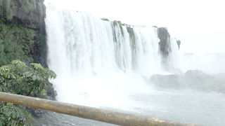 沢山の動物にも注目