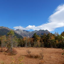 遷移が進み、湿原から草原に変わりつつあります。