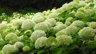 Wonderful Nature Village