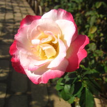 藤以外の季節も沢山の花が咲いていました