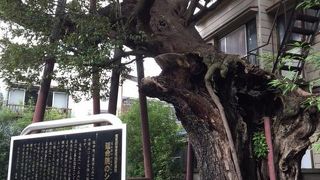 樹齢600年のシイの木