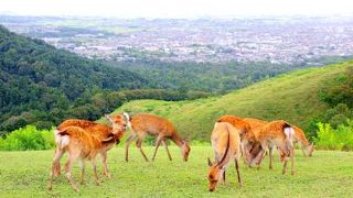 古都奈良を見渡すことができるビューポイント　鹿もたくさんいるよ