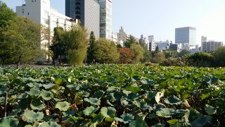 蓮の葉に覆われた池