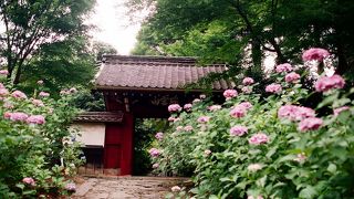 愛知のあじさい寺