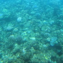 小さなサンゴがいっぱい見えました