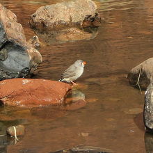 数少ない水辺で見かけた野鳥