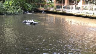 熱田神宮内の憩いの池