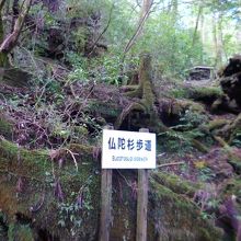 自然を体感できます