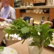 パクチー（無料）