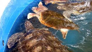 道の駅 紀宝町ウミガメ公園