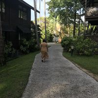 リゾート内の静寂の中を歩いています。