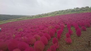 コキア見頃でした