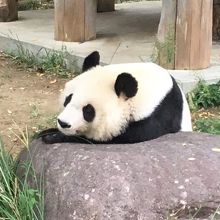 ジャイアントパンダのタンタン