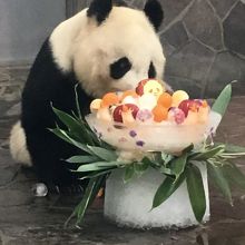 ジャイアントパンダ タンタン 22歳のお誕生会