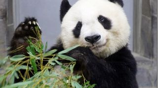 かわいいジャイアントパンダもいます