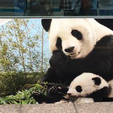 白浜駅に到着したパンダくろしお1号