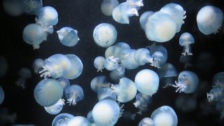 小さな水族館　クラゲとアシカで半々