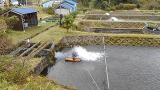 冷泉を使った養鱒場　釣り堀もある