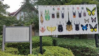 ギフチョウが誇らしげ