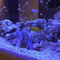 水槽の中でかわいい魚が泳いでました。