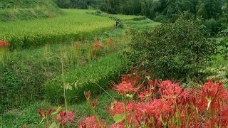 日本の原風景、９月の案山子ロード