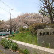 きれいな桜