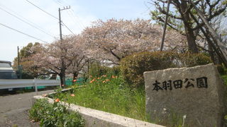 きれいな桜