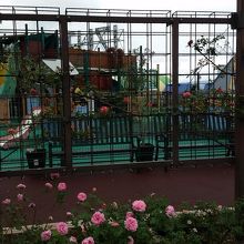 屋上のローズガーデン