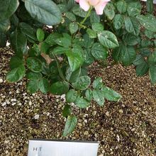 マイベストローズ