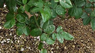 秋バラが綺麗です