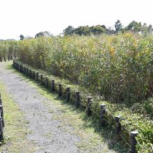 湿原内の遊歩道