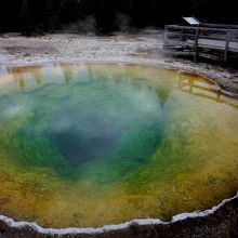 モーニンググローリー