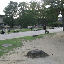 国立博物館傍の鹿