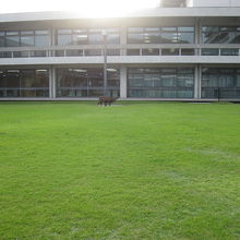 奈良県庁前の鹿