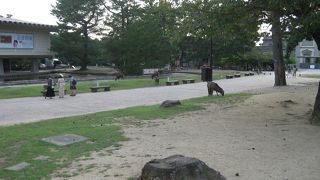 国の天然記念物「奈良の鹿」