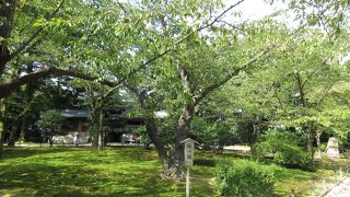 桜の木が植えられています