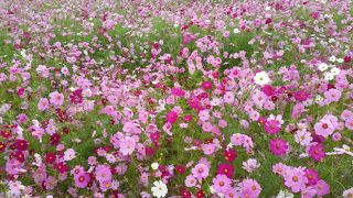 コスモスが見頃です