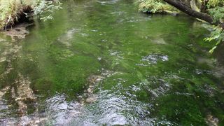 バイカモが揺れる湧水