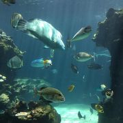 こんじまりした水族館