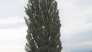 美瑛の観光化は１９７２年から？