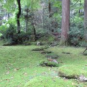 特に苔がきれいでした