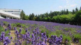 ラベンダーは思ったより小規模