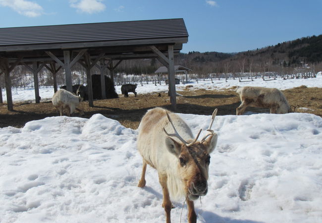 幌延町トナカイ観光牧場 クチコミ アクセス 営業時間 天塩 遠別 幌延 フォートラベル