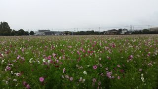 １週間早く来すぎました