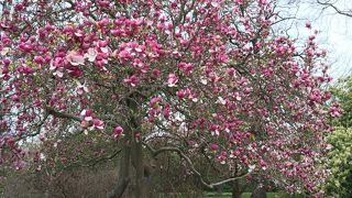 桜が満開でした！